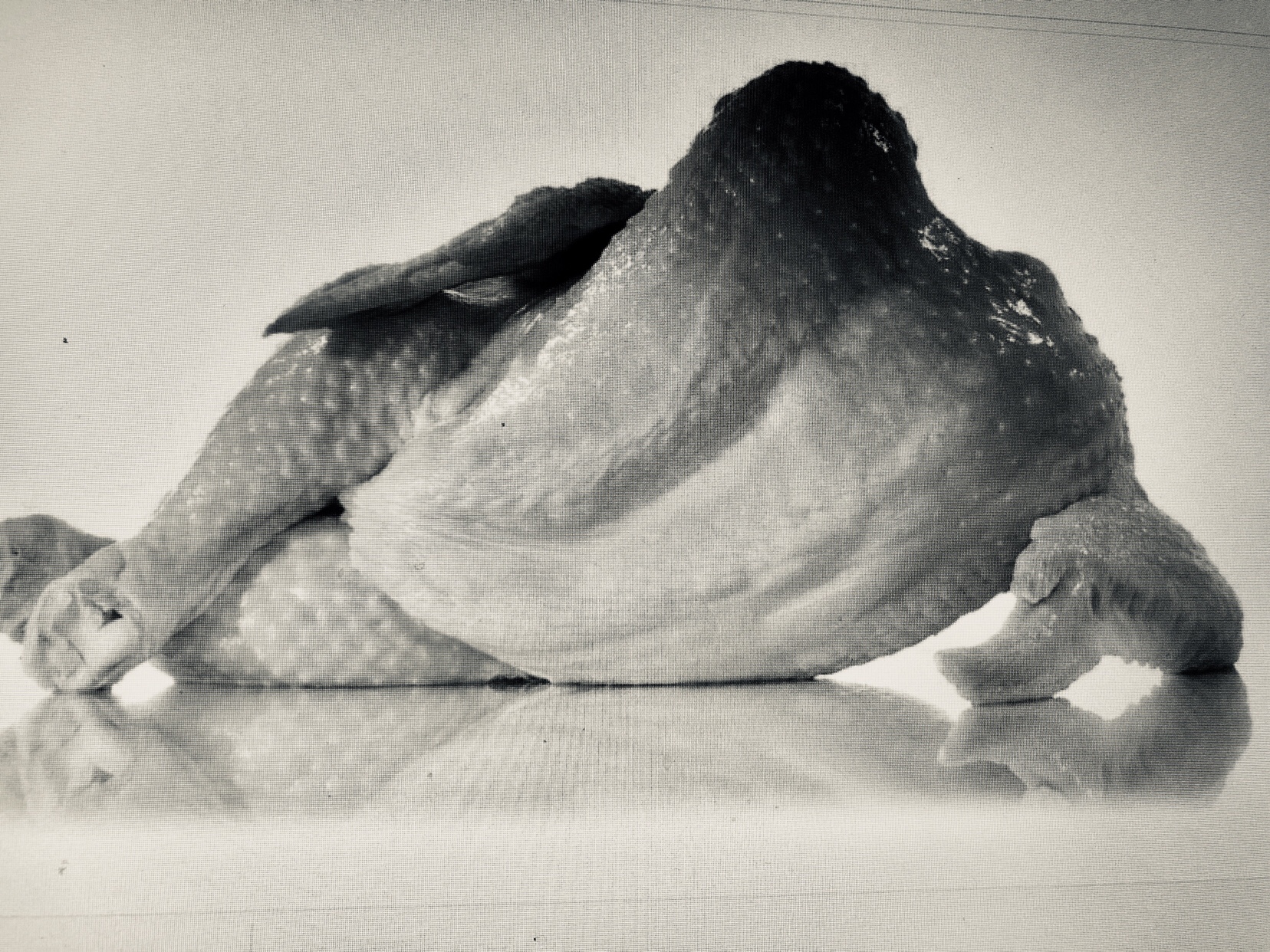A Black and white photo of a plucked chicken reclining on its side with its legs crossed seductively
