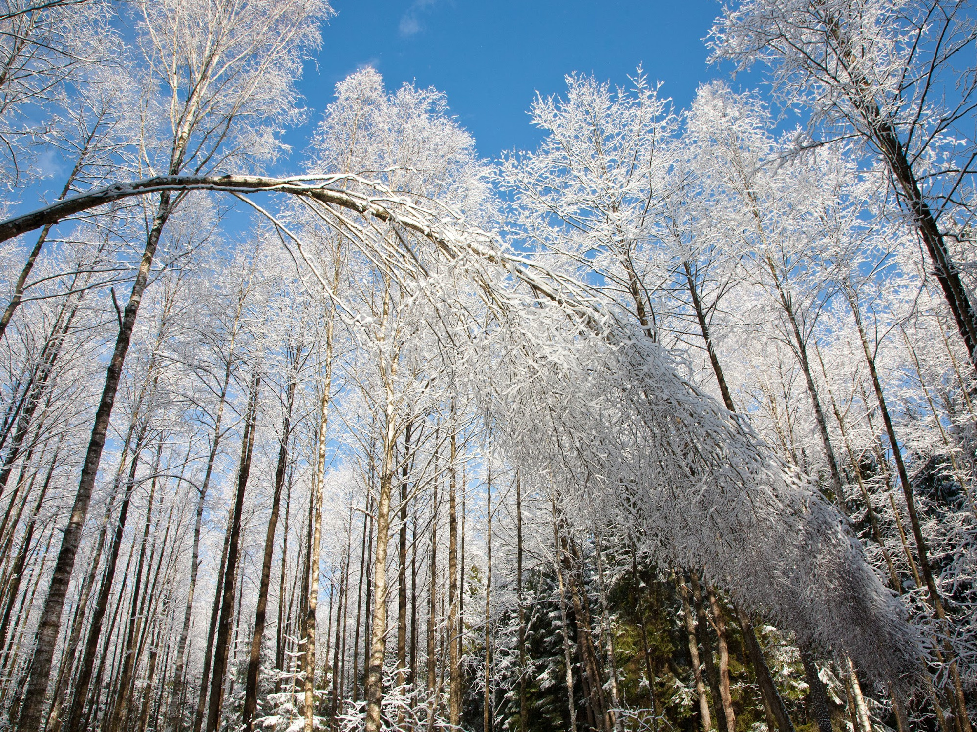 frost swinger of birches